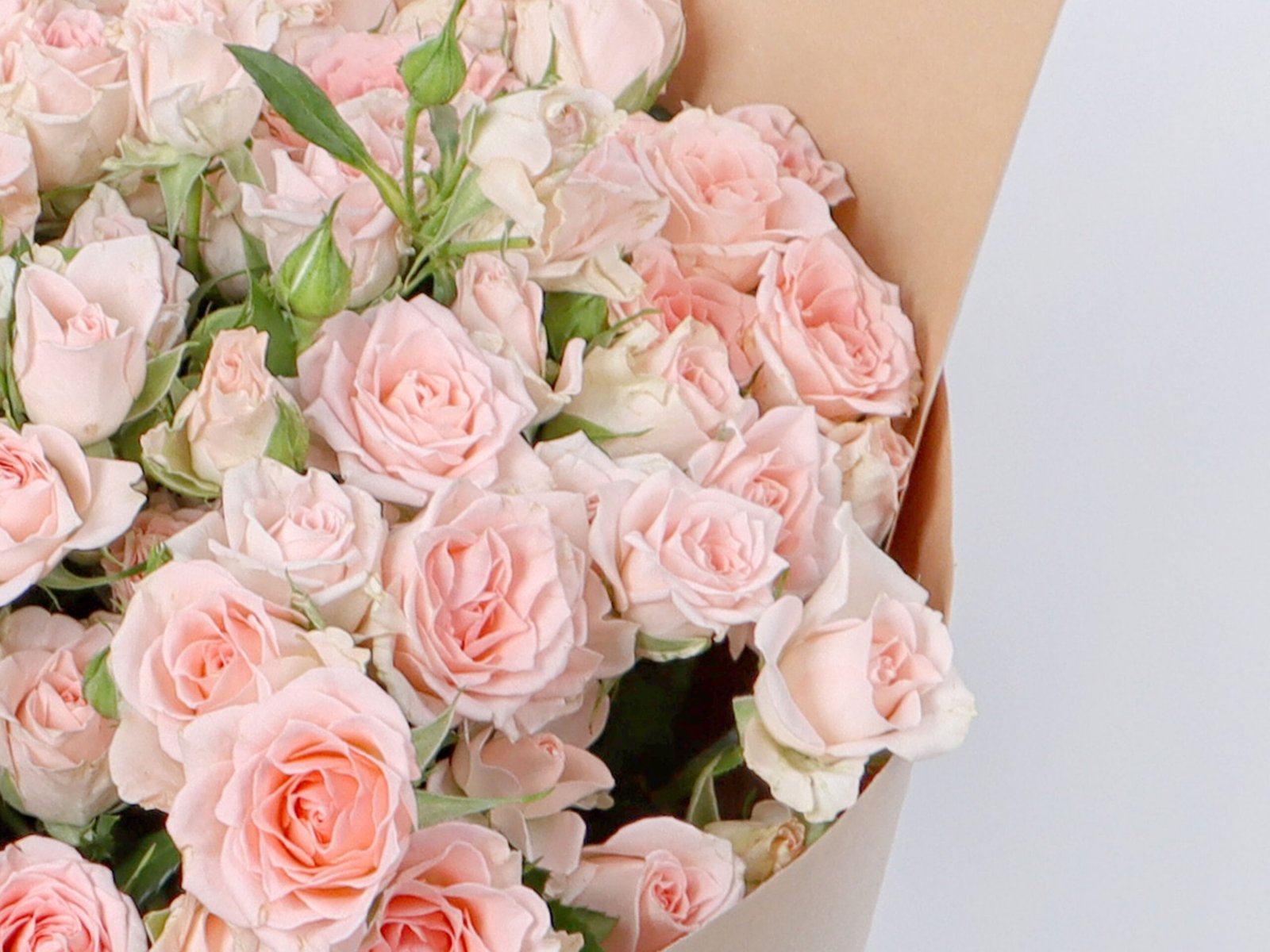 Baby Roses Sweet Sara 20 – Iris Flowers