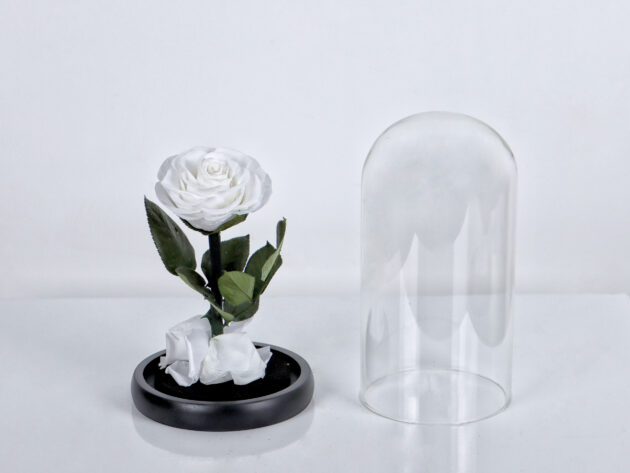 Infinity White 1
