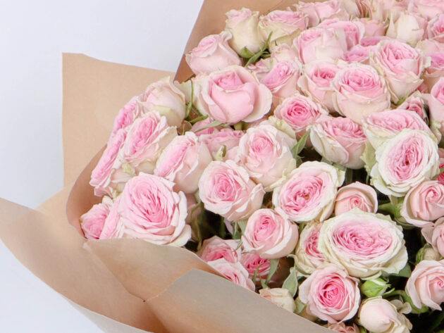 Baby Roses dinara 20 - Image 2