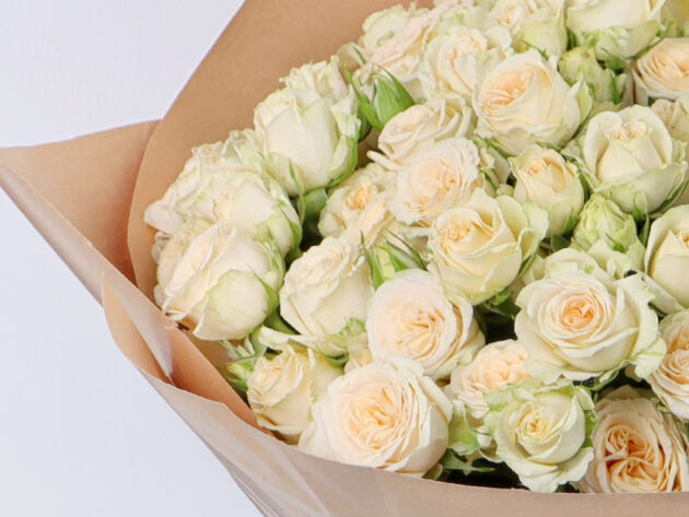 Baby Roses Salinaro 20 - Image 2