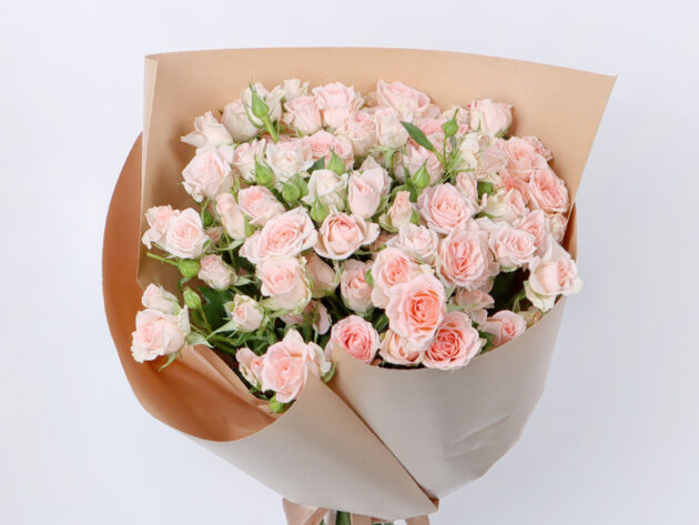 Baby Roses Sweet Sara 20 - Image 3