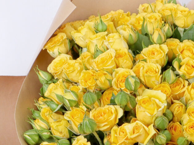 Baby Roses Mariah 20 - Image 3