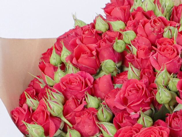Baby Roses Mirable 20 - Image 3