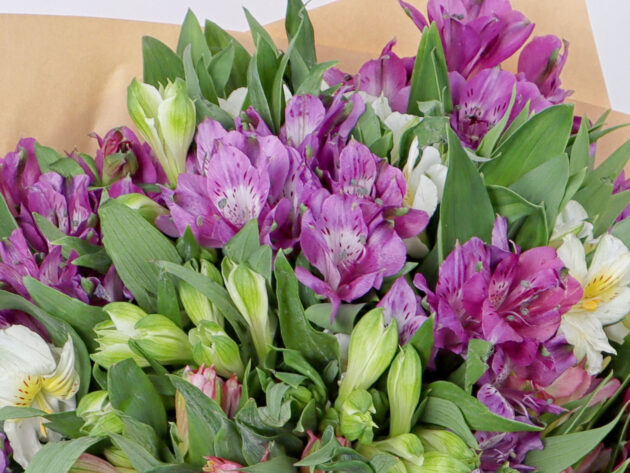 Alstroemeria Mix - Image 3