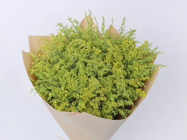 Solidago - Image 3