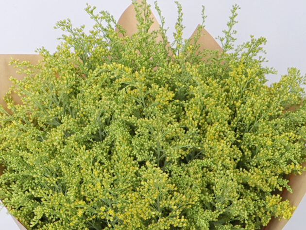 Solidago - Image 2