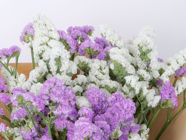 Statice white and pink - Image 2