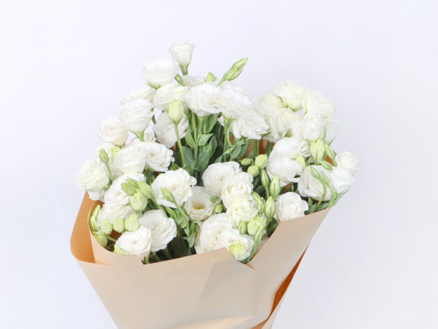 Astoma white - Image 2