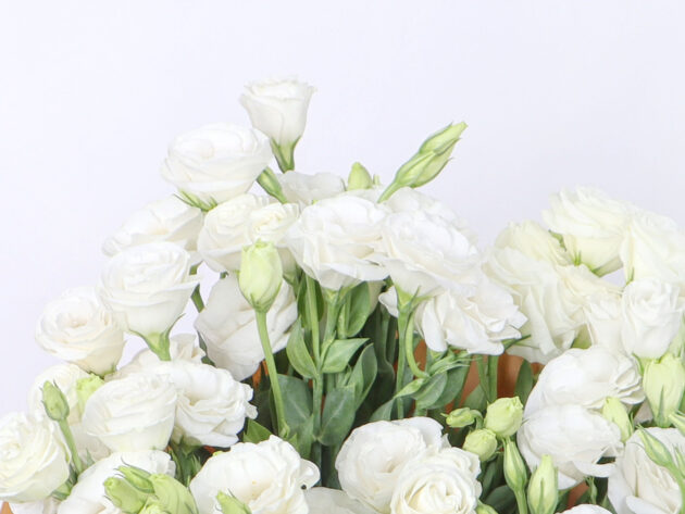 Astoma white - Image 3