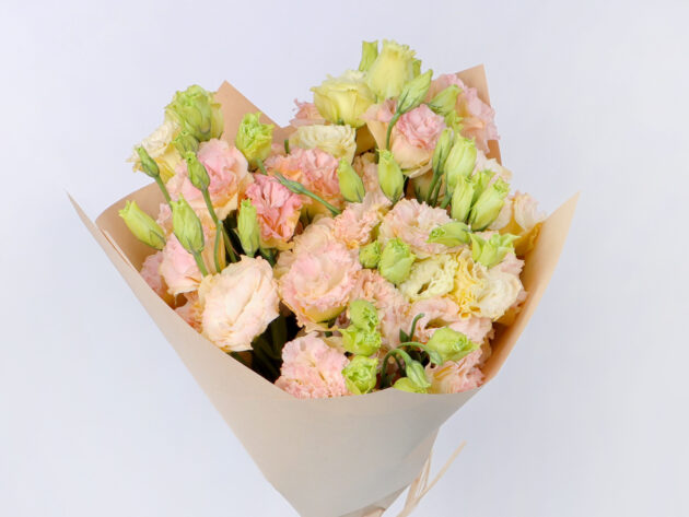 Astoma peach - Image 3