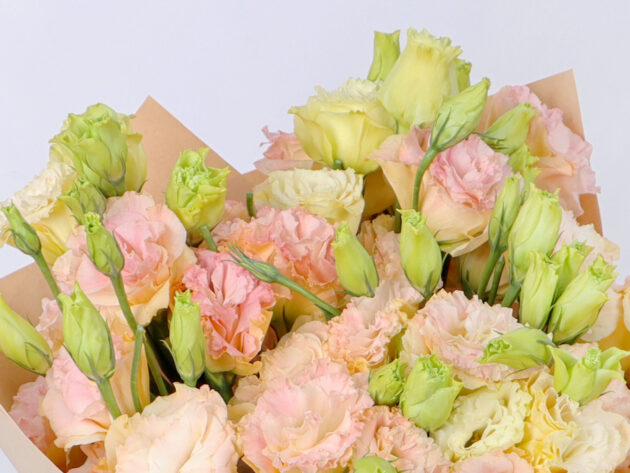 Astoma peach - Image 2