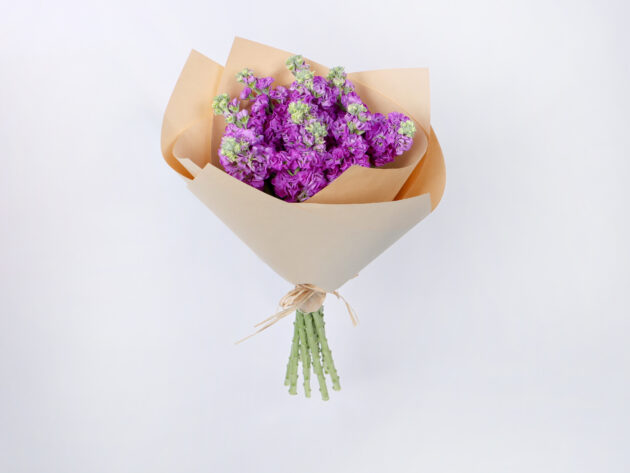 Matthiola Purple