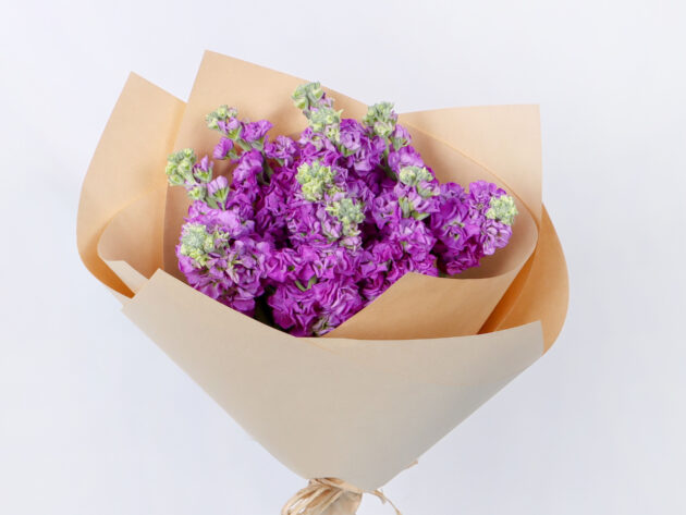 Matthiola Purple - Image 3