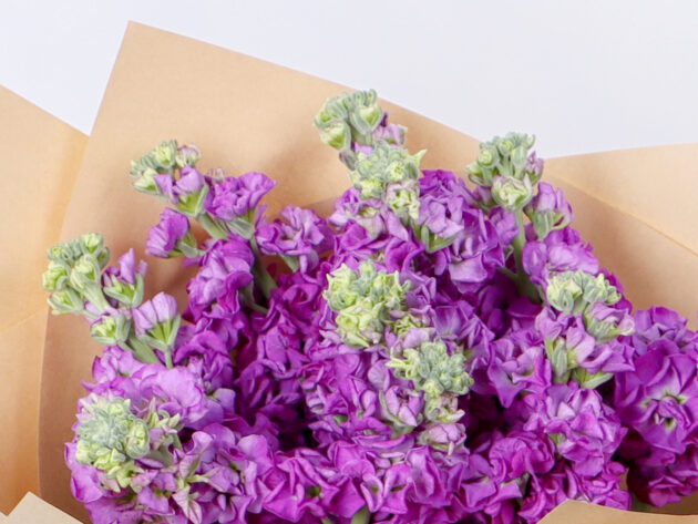 Matthiola Purple - Image 2