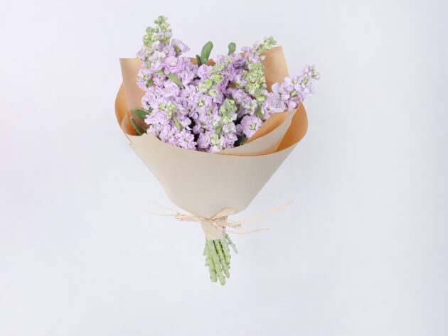 Mattiola light purple