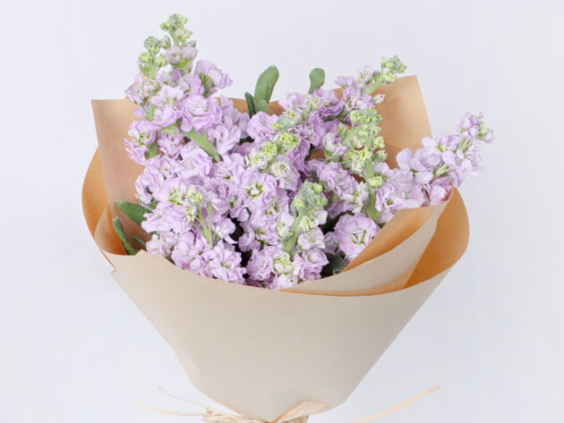 Mattiola light purple - Image 3