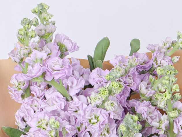 Mattiola light purple - Image 2