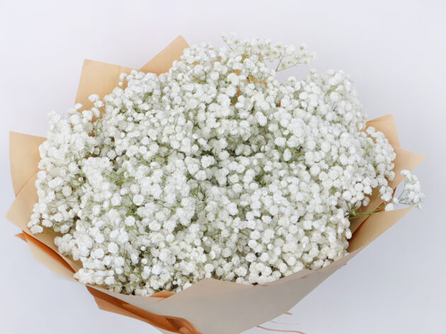 Gypsophile - Image 3
