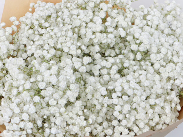 Gypsophile - Image 2
