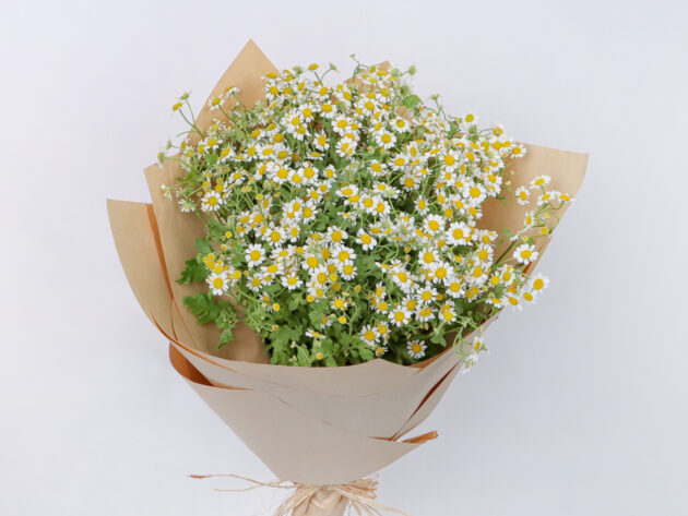 Daisy - Image 2