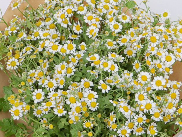 Daisy - Image 3