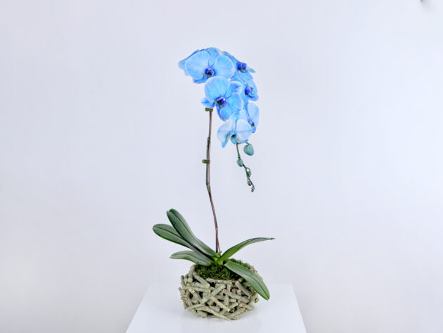 Blue orchid in a basket
