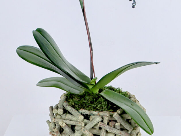 Blue orchid in a basket - Image 3