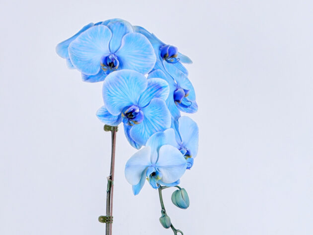 Blue orchid in a basket - Image 2
