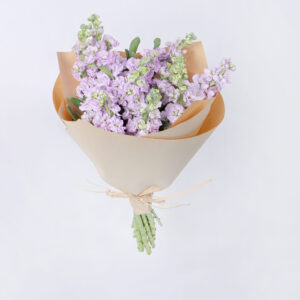 Mattiola light purple